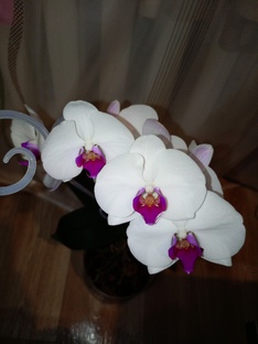 Удивительное семейство Орхидных