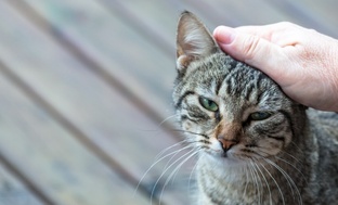 Ошибки, о которых молчат няшные котики