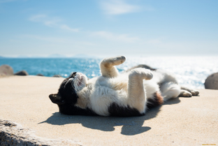 Важные показатели в разделе статистики Дзена