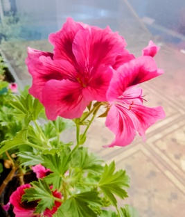 Цветоводство 