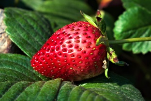 Земляника, клубника