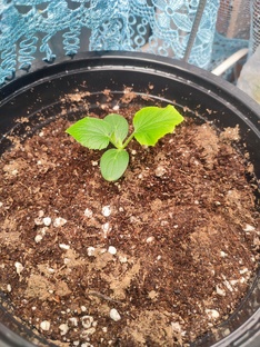 Зимний огород