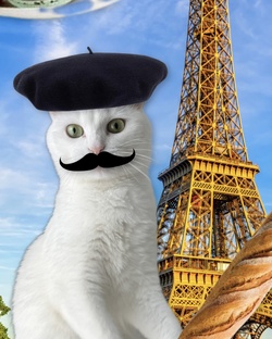 Поездка с питомцем: как путешествовать с кошкой?