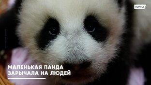 Малышка панда в Московском зоопарке