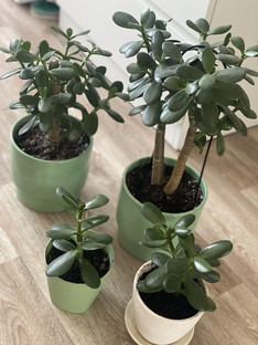 Растения 🌱