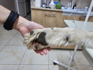 Мои пациенты🐈🐕❤️