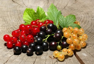 смородина и крыжовник
