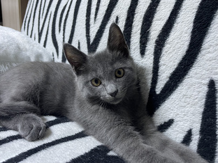 Наш любимый Мейн-Кун Сеня!!!😻