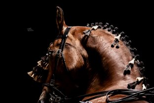 Фотография лошадей