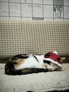 СП " Дело в шапке"