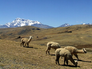 Латинская Америка