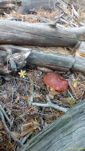 Это сама природа наглядный дает урок