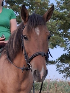 Наша лошадь Стелла