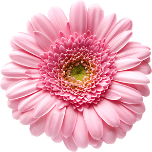 Цветение. Ускоренные съемки роста растений