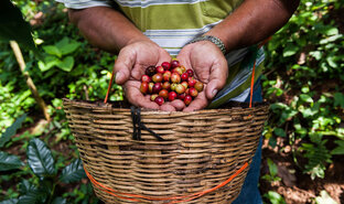 Глюкоберри 