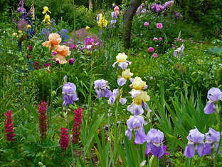 Цветение сада по месяцам
