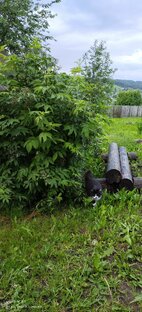 Памяти кота Фили