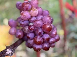 В гостях на виноградниках