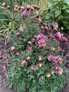 Короткие посты и премиум.