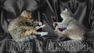 Наши кошечки