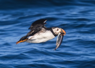 Большой год