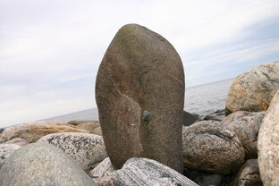 Муксалма виды