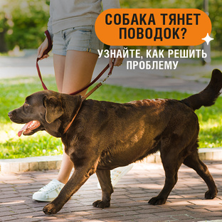 Вебинары и курсы