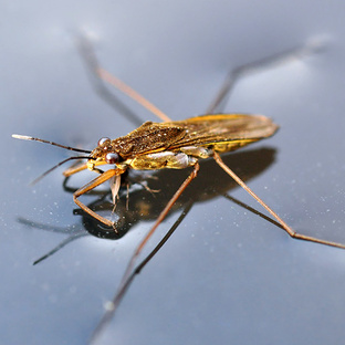 Водомерка: как насекомое ходит по воде и выживает на грани миров