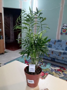 Зимний огород и сад в доме