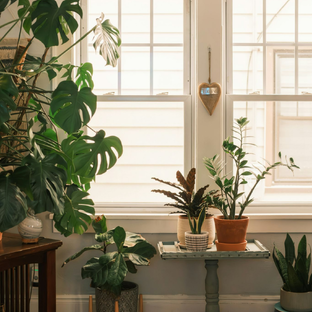 Комнатные растения