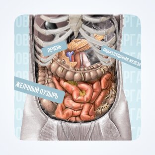 ЗДОРОВЬЕ ОРГАНОВ