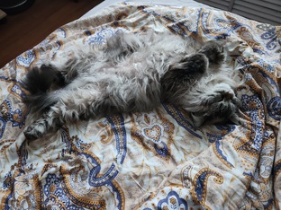 Расчесываем пушистую кошку