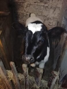 Про Красулю и про Кольку расскажу я вам хоть сколько