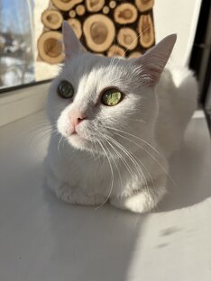 Декстер 🥰
