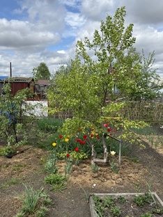 🍎 Плодовый сад и ягодные кустарники