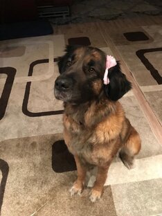 Помощь собакам, попавшим в беду