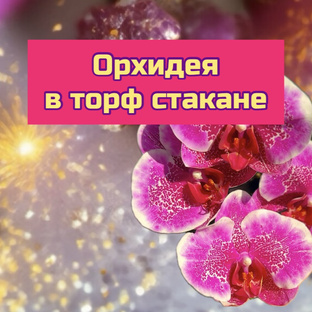Орхидеи в торф стакане.