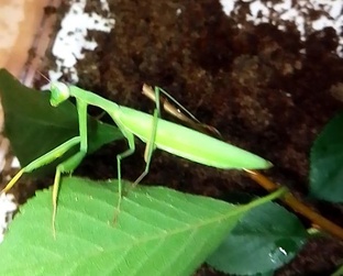 домашние питомцы 