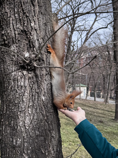 Веселые животные 