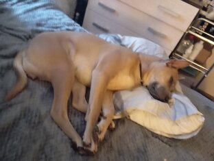 Тайцы милые