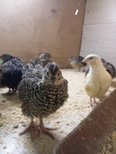 Содержание перепелов. 