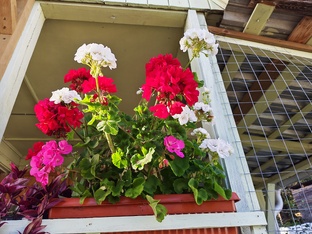 Многолетние цветы моего сада