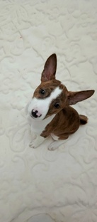 Видео Басенджи Лора.