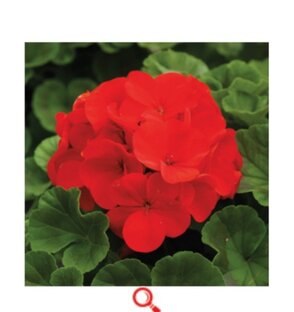 Пеларгония, колеусы, виола