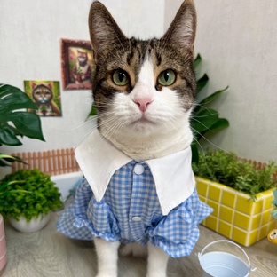 Съемки с кошкой: как фотографировать или снимать на видео кошку