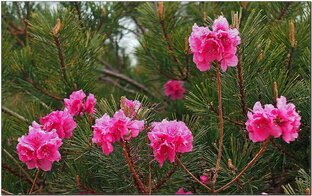 Времена Года