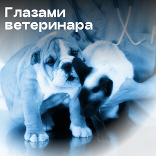 Глазами ветеринара