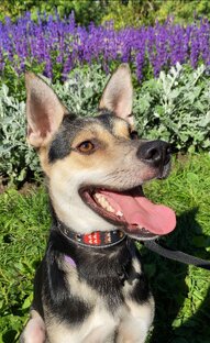 История Роберта