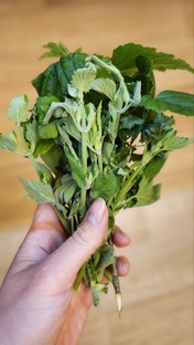 Энергия растений и не только