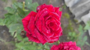 Ред Интуишн (Red Intuition)